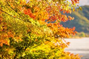 Autumn red and green Japanese maple leaf in garden with sunlight. photo