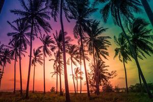 Silhouette coconut palm trees on beach at sunset. Vintage tone. photo