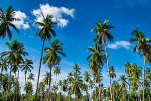 Coconut palm trees on beach and blue sky with cloud background. photo