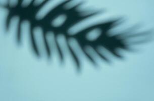 Abstract Shadow of a Tropical Leaf on a Light Blue Background in Soft Focus photo