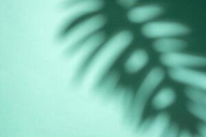 Shadows from palm leaves photo