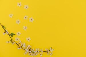 Cherry tree blossom. April floral nature and spring sakura blossom on colored background. Banner for 8 march, Happy Easter with place for text. Springtime concept. Top view. Flat lay photo