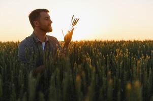 Closeup shot of a man checking the quality of the wheat spikelets on a sunset in the middle of the golden ripen field. Farm worker examines the ears of wheat before harvesting. Agricultural concept photo
