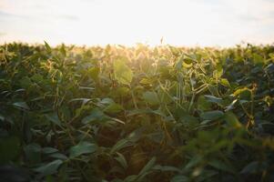 Open soybean field at sunset.Soybean field. photo