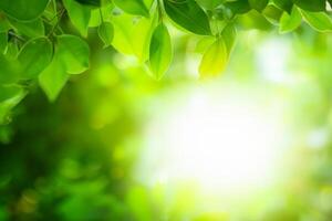 Closeup green leaf on blurred background photo