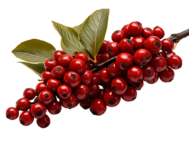 ai generado rojo café frijoles en un rama con hojas aislado en transparente antecedentes. café bayas. generativo ai png