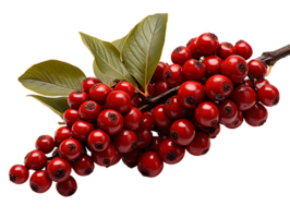 AI generated Red Coffee Beans on a Branch with Leaves Isolated on Transparent Background. Coffee Berries. Generative Ai png