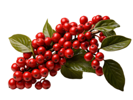 AI generated Red Coffee Beans on a Branch with Leaves Isolated on Transparent Background. Coffee Berries. Generative Ai png