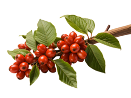 AI generated Red Coffee Beans on a Branch with Leaves Isolated on Transparent Background. Coffee Berries. Generative Ai png