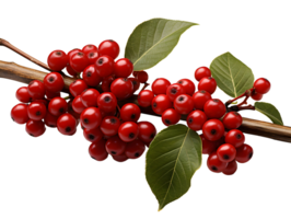 AI generated Red Coffee Beans on a Branch with Leaves Isolated on Transparent Background. Coffee Berries. Generative Ai png