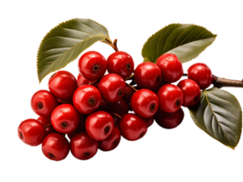 AI generated Red Coffee Beans on a Branch with Leaves Isolated on Transparent Background. Coffee Berries. Generative Ai png