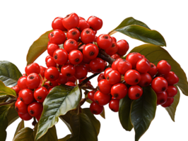 AI generated Red Coffee Beans on a Branch with Leaves Isolated on Transparent Background. Coffee Berries. Generative Ai png