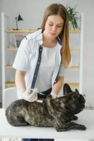 Veterinarian vaccinating dog in light clinic photo