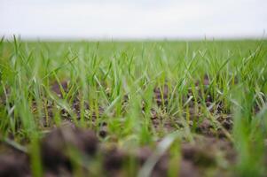 Sprouts of young barley or wheat that have just sprouted in the soil, dawn over a field with crops. photo