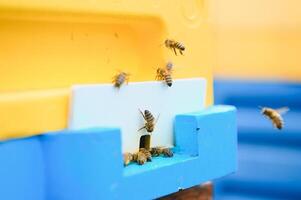 primer plano de abejas voladoras. colmena de madera y abejas. foto