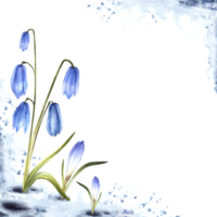 Watercolor painting spring primary flowers illustration Arrival of spring card template. Melting snow landscape blue scylla, crocuses, snowdrops plant sprouting through the snow Isolated background png