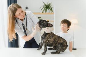 The boy with his dog to the vet. French bulldog in a vet clinic. photo