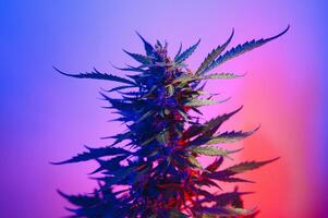 Deep purple Cannabis plant. Marijuana flower. Medical Marijuana in violet neon light on black background. Aesthetic beautiful cannabis hemp photo