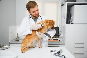 Dog with veterinarians in clinic. photo