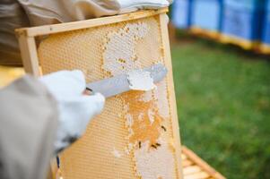 Beekeeper inspecting honeycomb frame at apiary at the summer day. Man working in apiary. Apiculture. Beekeeping concept photo