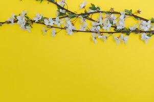 Cherry tree blossom. April floral nature and spring sakura blossom on colored background. Banner for 8 march, Happy Easter with place for text. Springtime concept. Top view. Flat lay photo