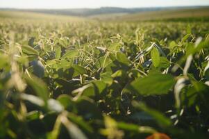 Dramatic landscape at sunset. Soybean lit by sunrays. Selective focus on detail. photo