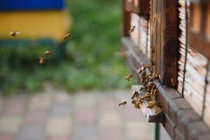 un lote de abejas volviendo a abeja colmena y entrando Colmena con recogido floral néctar y flor polen. enjambre de abejas coleccionar néctar desde flores sano orgánico granja Miel. foto