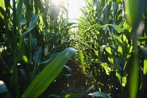 Green field of young corn under the sunlight photo