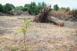 deforestación, destrucción de caduco bosques dañar a naturaleza. Europa foto