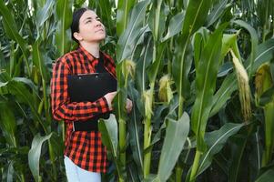 agrónomo granjero mujer en maíz campo. hembra granja trabajador analizando cosecha desarrollo. foto