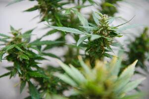 Background Canopy of Budding Indoor Marijuana Plants. photo