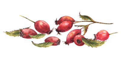 Branch of wild rose hips with red briar fruits, dog rose with green leaves, berries. Hand drawn watercolor illustration for sticker, label print, logo, card design Clipart png