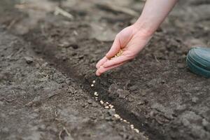 A woman's hand puts the seeds of a plant in the ground to help it grow and protect it. The concept of caring for plants and growing organic products photo