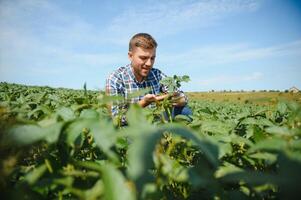 Agronomist inspecting soya bean crops growing in the farm field. Agriculture production concept. young agronomist examines soybean crop on field in summer. Farmer on soybean field. photo