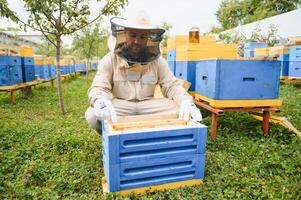 Beekeeper is working with bees and beehives on the apiary. Beekeeping concept photo