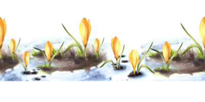 aquarelle peint illustration sans couture modèle, frontière. printemps, le éveil de la nature. fusion neige primaire les plantes Jaune crocus. fleurs pousse par le neige Contexte png