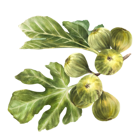 une branche de juteux, mûr vert figues avec feuilles et entier fruit nourriture, usine, botanique clipart pour carte, confiture étiqueter, autocollant, prix étiqueter, logo main tiré aquarelle illustration png