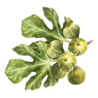 une branche de juteux, mûr vert figues avec feuilles et entier fruit nourriture, usine, botanique clipart pour carte, confiture étiqueter, autocollant, prix étiqueter, logo main tiré aquarelle illustration png