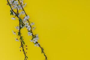 Cherry tree blossom. April floral nature and spring sakura blossom on colored background. Banner for 8 march, Happy Easter with place for text. Springtime concept. Top view. Flat lay photo