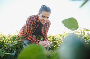 A female farmer in soybean field photo