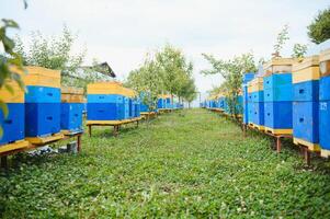 Hives in an apiary with bees flying to the landing boards. Apiculture photo