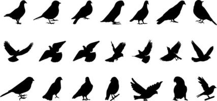 conjunto de siluetas de aves vector