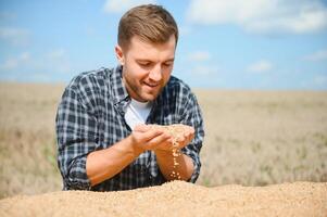 Satisfied young farmer standing on trailer in field and checking harvested wheat grains after harvest. photo