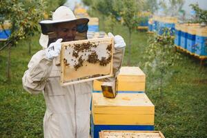 Beekeeper is working with bees and beehives on the apiary. Beekeeping concept photo