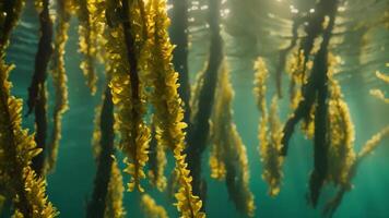 AI generated a group of seaweed gracefully floating in the water, creating a vibrant underwater display of a bustling kelp forest, A vibrant underwater display of a bustling kelp forest, AI Generated video