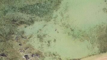 Pareja disfrutando un tropical playa. video