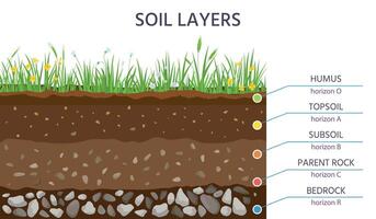 suelo estructura capas, suelo cruzar sección educación diagrama. césped, humus, capa superficial del suelo, subsuelo, padre rock y base. geología vector bandera