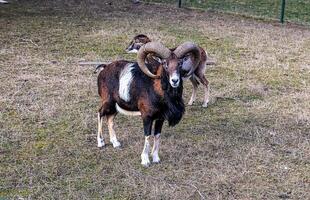 European mouflon Ovis orientalis in the nursery of the Agricultural University in Nitra, Slovakia. photo