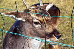 European mouflon Ovis orientalis in the nursery of the Agricultural University in Nitra, Slovakia. photo