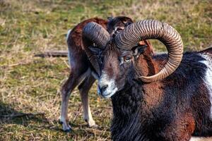 europeo muflón ovis orientalis en el guardería de el agrícola Universidad en nitra, Eslovaquia. foto